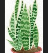 Cuadro Sansevieria
