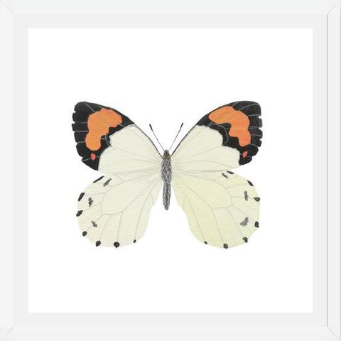 Cuadro Mariposa eroesa