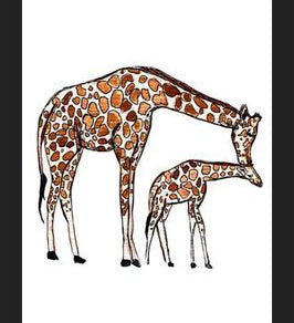 Cuadro Mama Giraffe