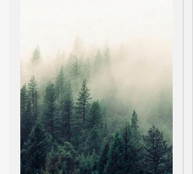 Cuadro The Fog And The Forest II