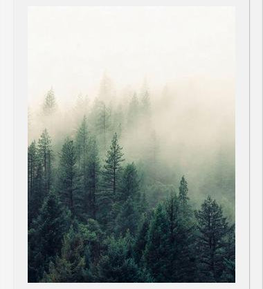 Cuadro The Fog And The Forest II