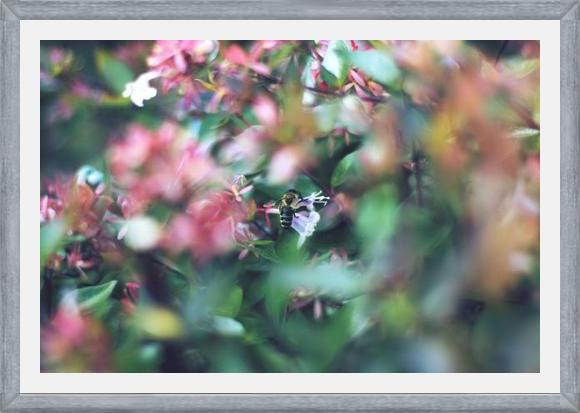 Cuadro Flores e insectos Nº6