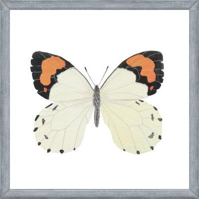 Cuadro Mariposa eroesa
