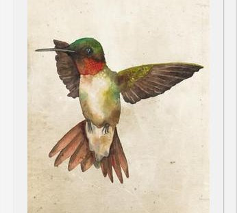 Enmarcado Colibrí Acuarela