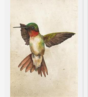 Enmarcado Colibrí Acuarela