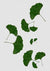 Canvas Ginkgo Leaf I
