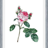 Cuadro Rosa I