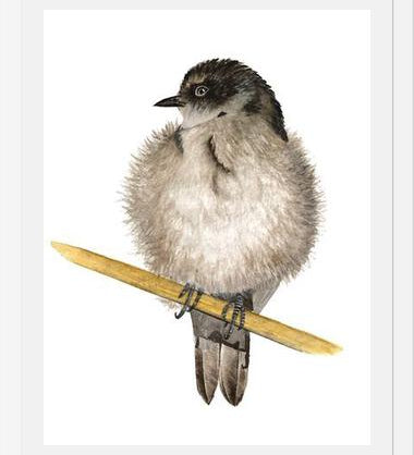 Cuadro Golondrina bebé