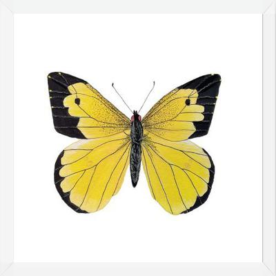 Cuadro Mariposa amarilla Boliviana