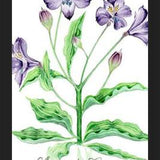 Cuadro alstroemeria