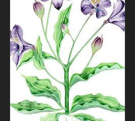 Cuadro alstroemeria