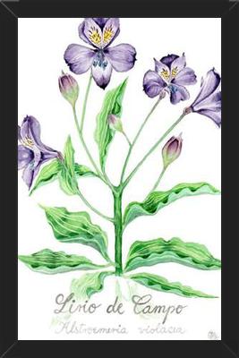 Cuadro alstroemeria