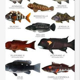 Cuadro Especies de Peces de Roca de Chile