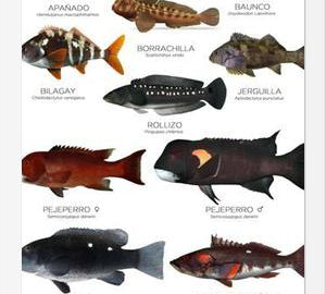 Cuadro Especies de Peces de Roca de Chile