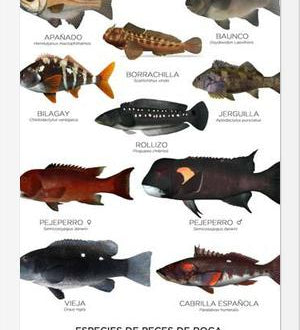 Cuadro Especies de Peces de Roca de Chile