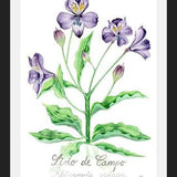 Cuadro alstroemeria
