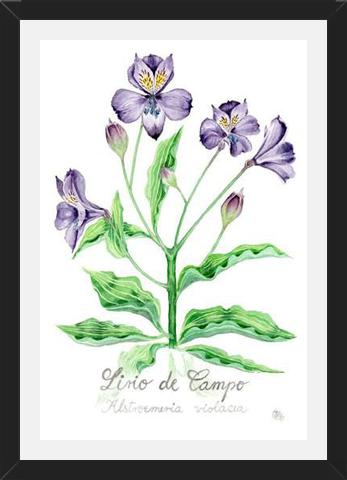 Cuadro alstroemeria