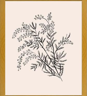 Cuadro Acacia Branch Drawing
