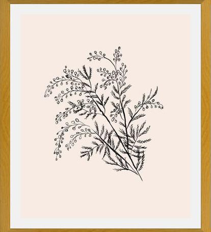 Cuadro Acacia Branch Drawing