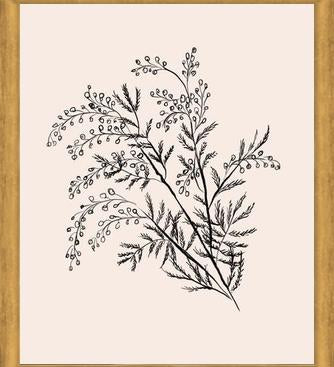 Cuadro Acacia Branch Drawing