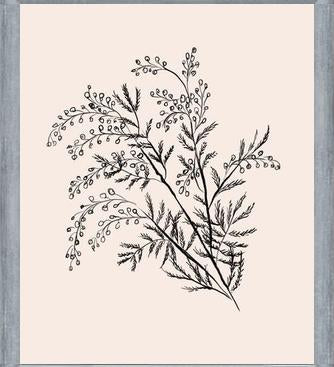 Cuadro Acacia Branch Drawing