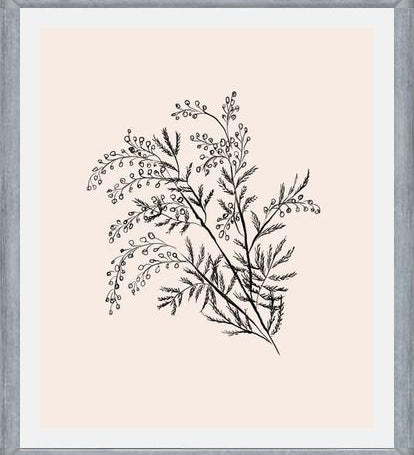 Cuadro Acacia Branch Drawing
