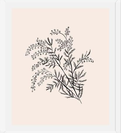 Cuadro Acacia Branch Drawing