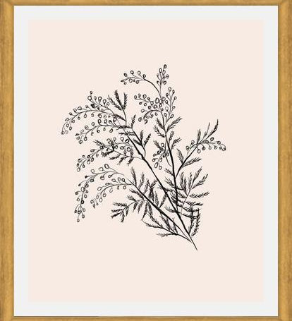 Cuadro Acacia Branch Drawing