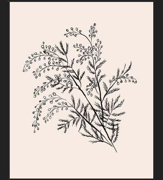 Cuadro Acacia Branch Drawing