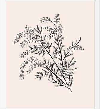 Cuadro Acacia Branch Drawing