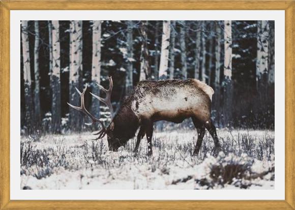 Cuadro Reindeer
