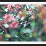 Cuadro Flores e insectos Nº6
