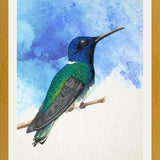 Enmarcado Colibrí azul