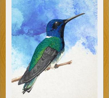 Enmarcado Colibrí azul