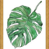 Cuadro Monstera Deliciosa