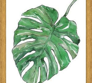 Cuadro Monstera Deliciosa