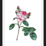 Cuadro Rosa I