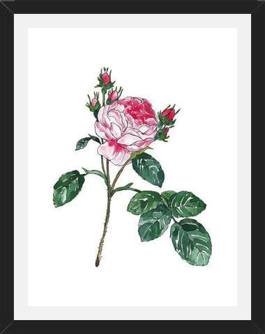 Cuadro Rosa I