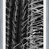 Cuadro Cactus