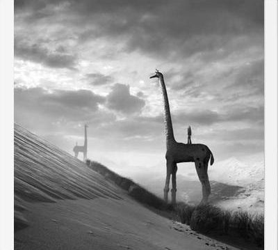 Cuadro Giraffes
