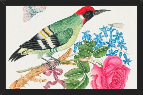 Cuadro Pájaro carpintero