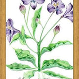 Cuadro alstroemeria