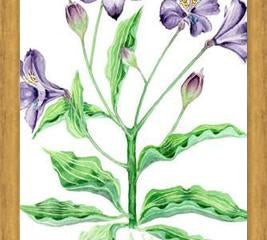 Cuadro alstroemeria