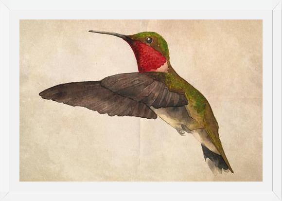 Cuadro Colibrí Rojo Acuarela