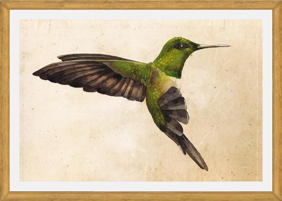 Cuadro Colibrí Verde Acuarela
