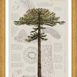 Cuadro Infografía Araucaria