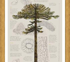Cuadro Infografía Araucaria