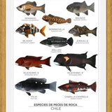 Cuadro Especies de Peces de Roca de Chile