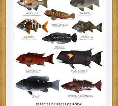 Cuadro Especies de Peces de Roca de Chile