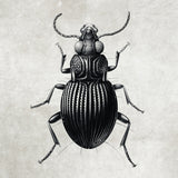 Canvas Antique Beetle Art Print